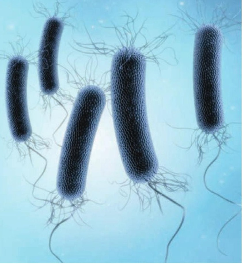 In vitro bacterial culture